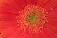 Inside the red