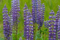 Lupine
