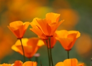 Poppies along R & R Highway