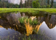 Irises in El Cap meadow