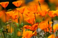 Buttermilk Trail poppies