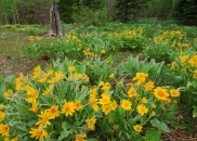 Mule\'s Ears at Carr-Feeley