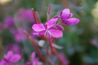 Fireweed