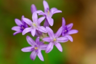 Wild Hyacinth at the Yuba