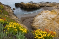 Mendo wildflowers