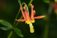 Columbine in the 'hood