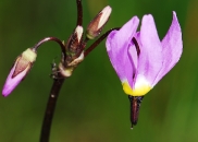 Alpine shooting star