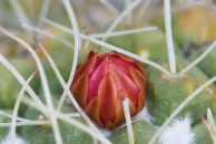 Cactus, Huntington Gardens