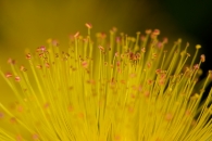 St. John's Wort