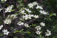 Yosemite dogwoods