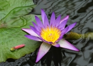 Conservatory of flowers, San Fran