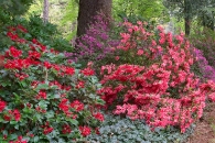 Empire Mine Rhodies