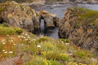 Natural bridge and wildflowers, Mendo