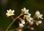 california-saxifrage-022110