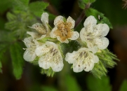 caterpillar-phacelia-031310