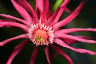 huntington-pink-flower-closeup