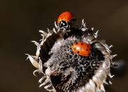 lady-bugs-dead-flower-yuba