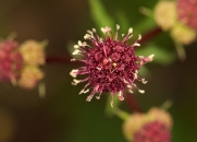 purple-sanicle-031310-1