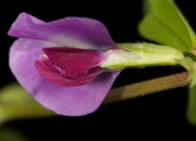 spring-vetch-022110