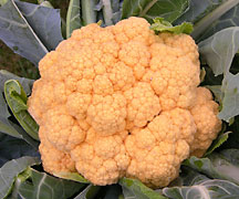 orangeCauliflower