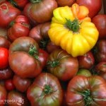 tomatoes