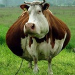 Fat_cow