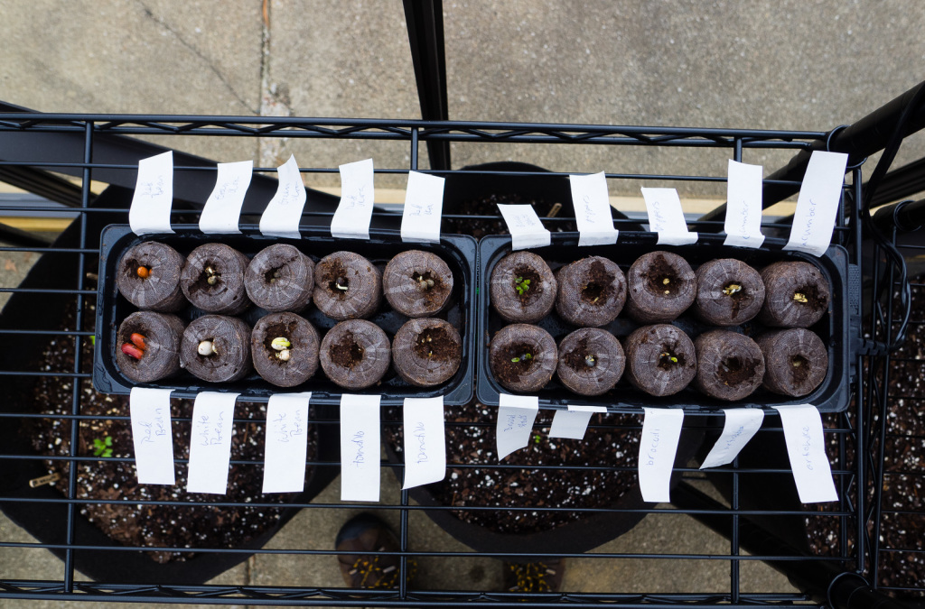 Seedlings 1.11.15