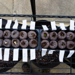 Seedlings 1.11.15