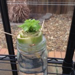 celery