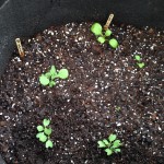 radish.brussel sprout