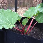 rhubarb
