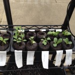 seedlings1