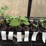 seedlings2